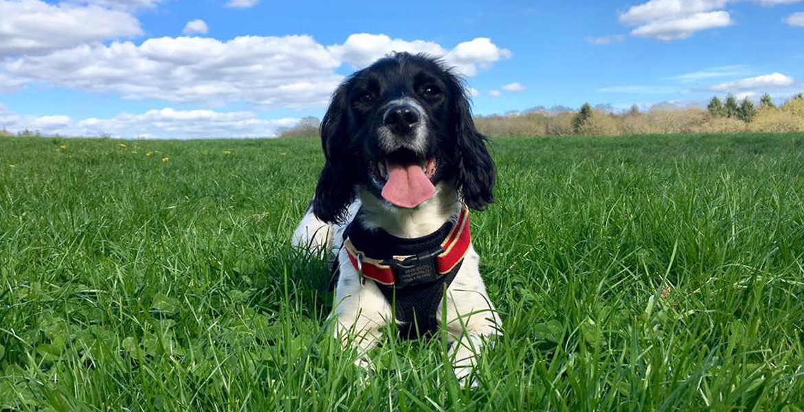 dog grooming Totton