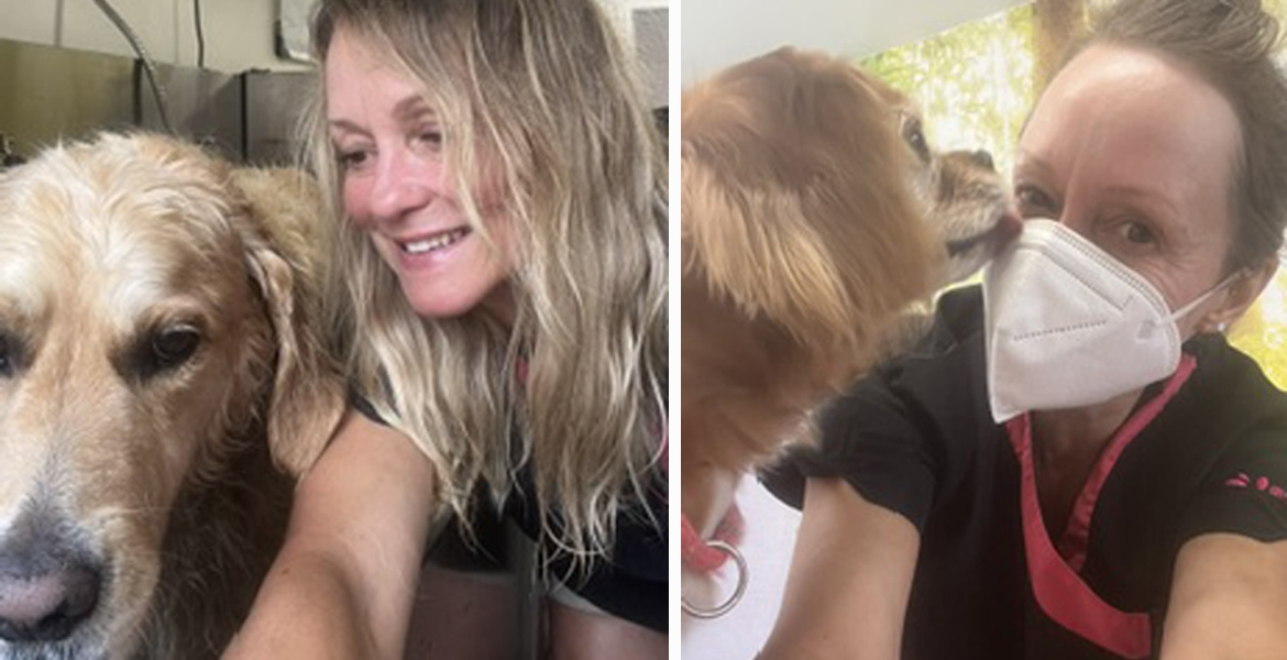 dog grooming Totton