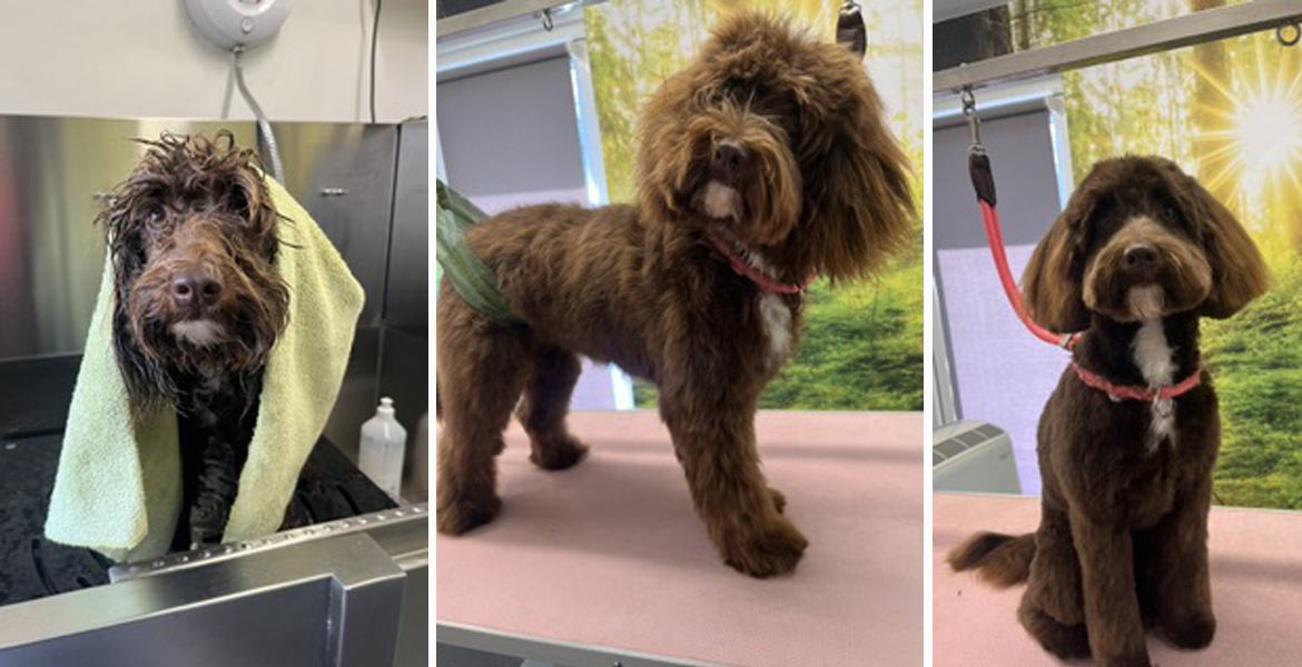 dog grooming Totton