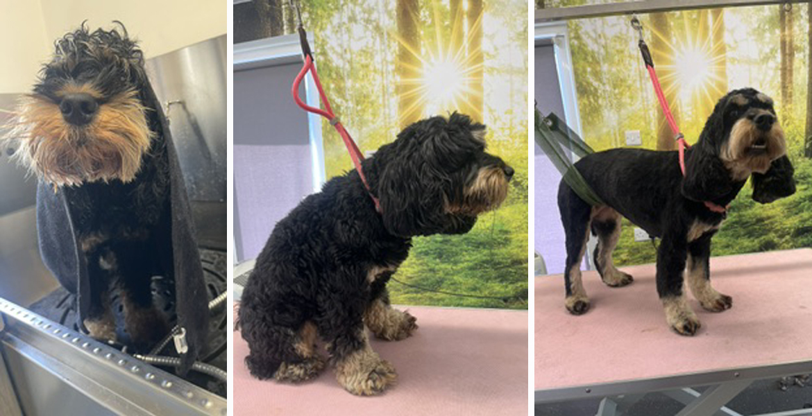 dog grooming Totton