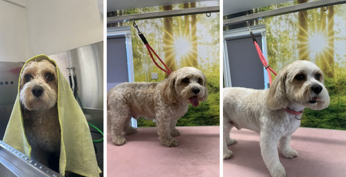 dog grooming Totton