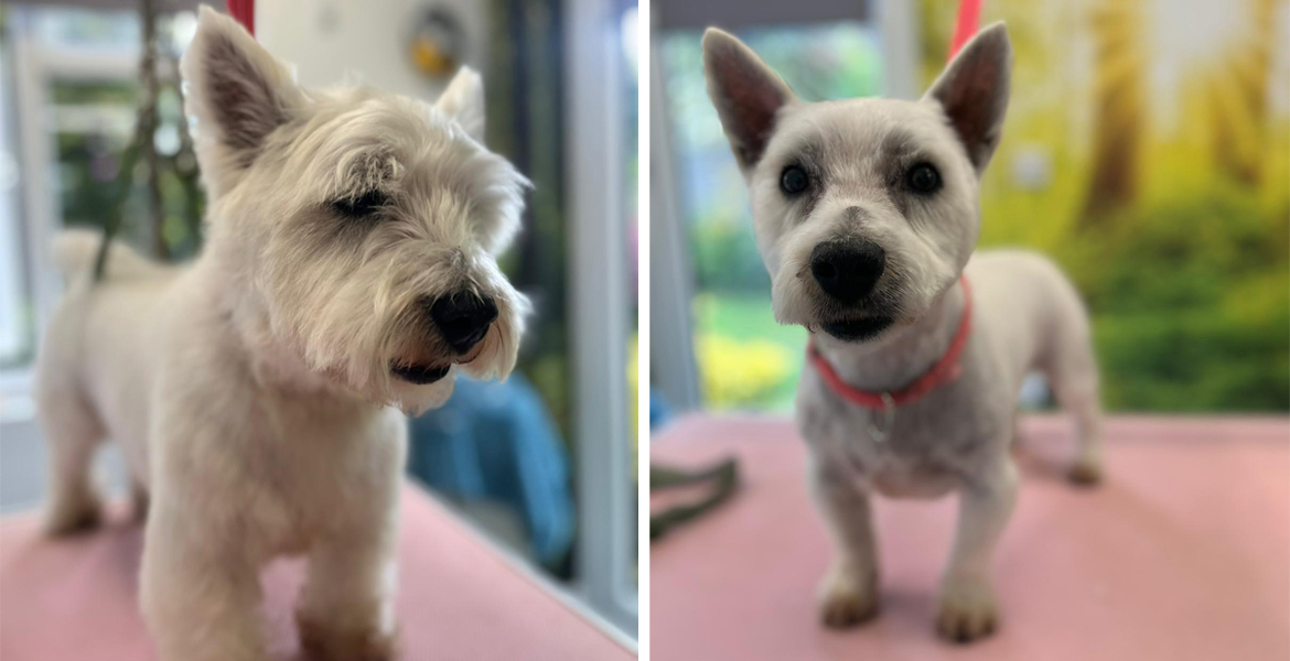 dog grooming Totton
