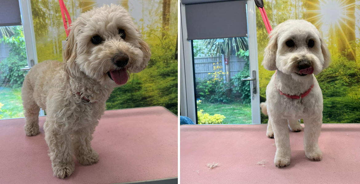 dog grooming Totton