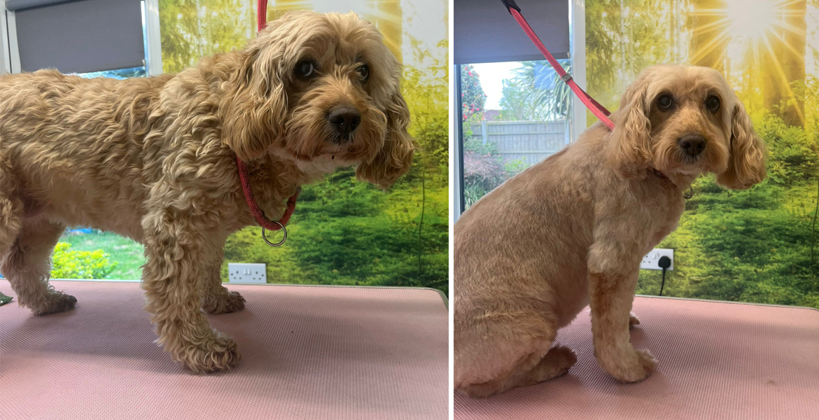 dog grooming Totton
