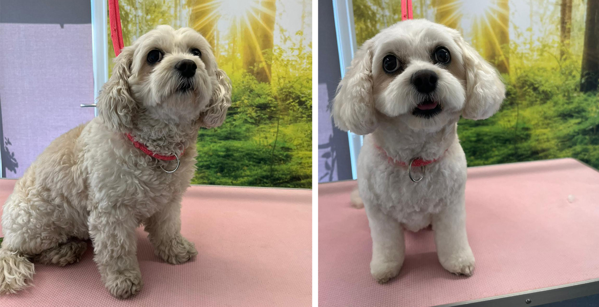 dog grooming Totton