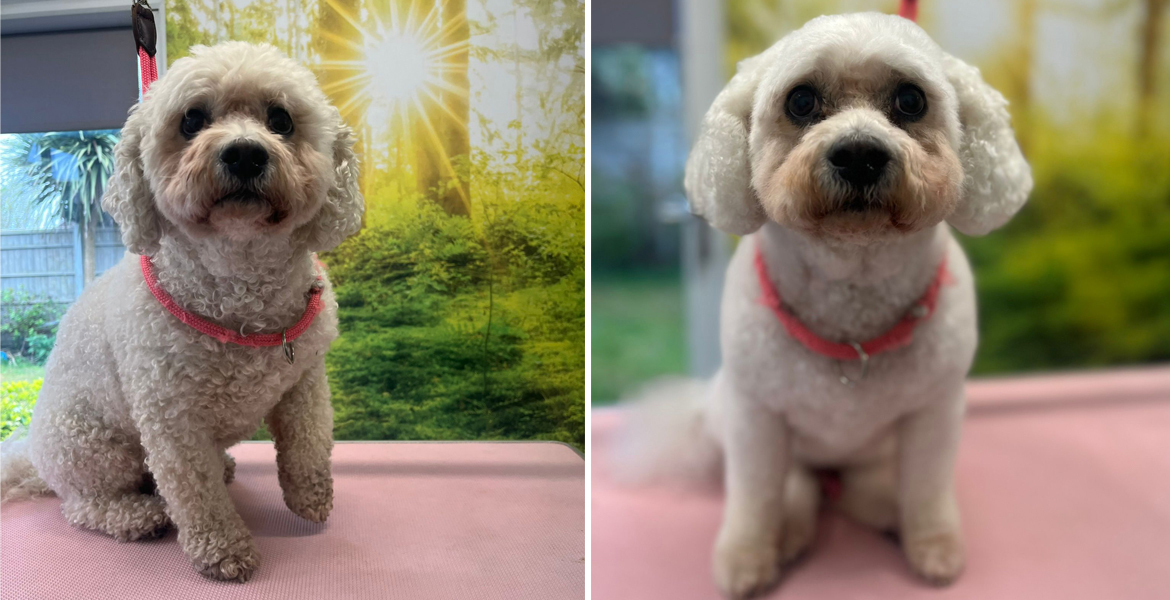 dog grooming Totton