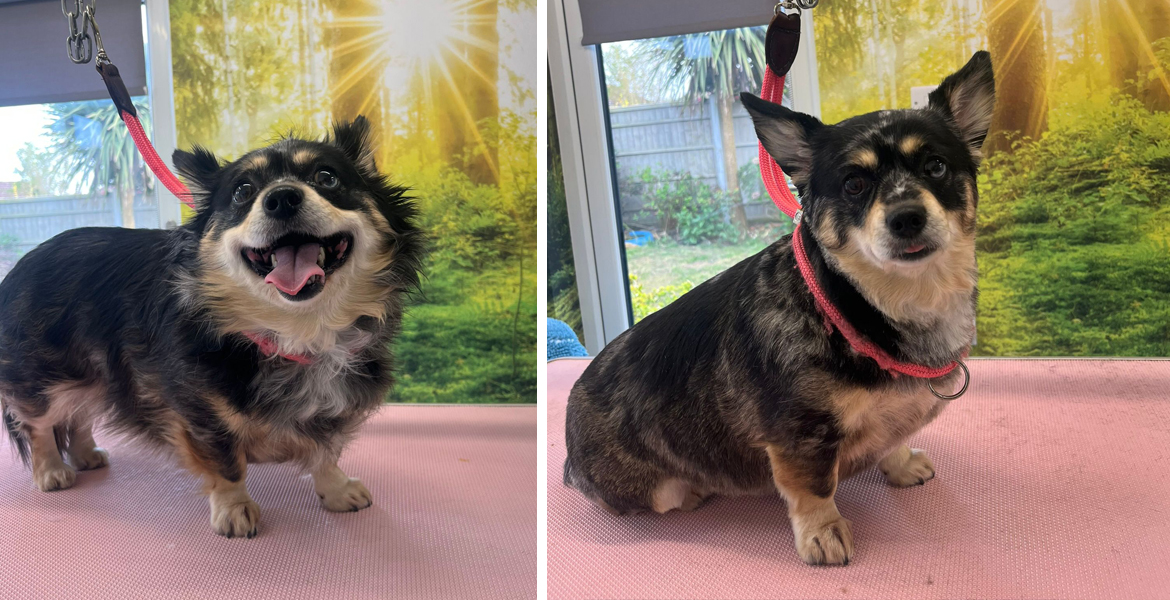 dog grooming Totton