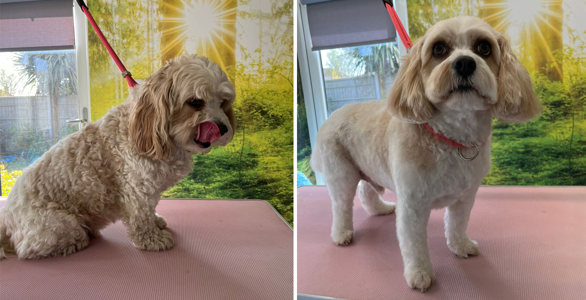 dog grooming Totton