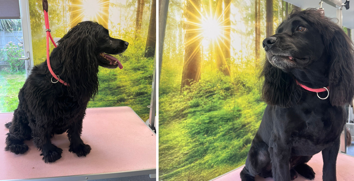 dog grooming Totton