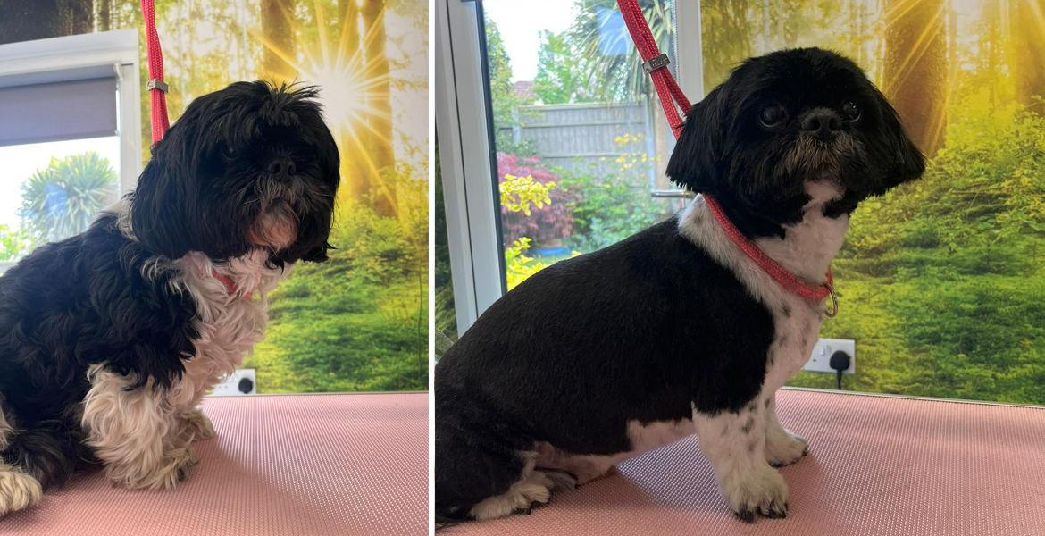 dog grooming Totton