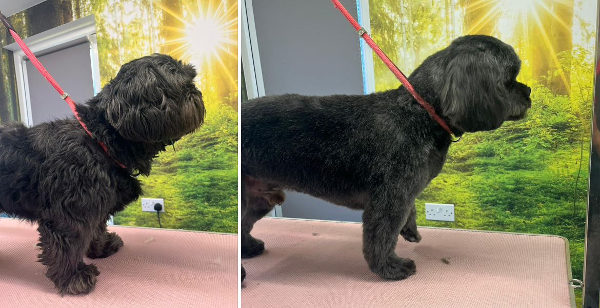 dog grooming Totton