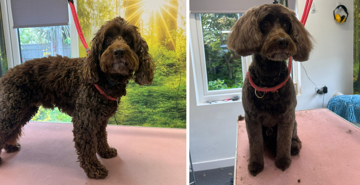 dog grooming Totton